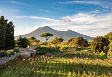 la Vendemmia a Pompei