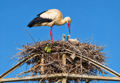 Diari della Natura – Un nido di cicogna tra i giganti d’acciaio di Umberto Dell’Anno | 14