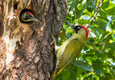 Diari della Natura – Incontro con il Picchio verde di Umberto Dell’Anno | 15