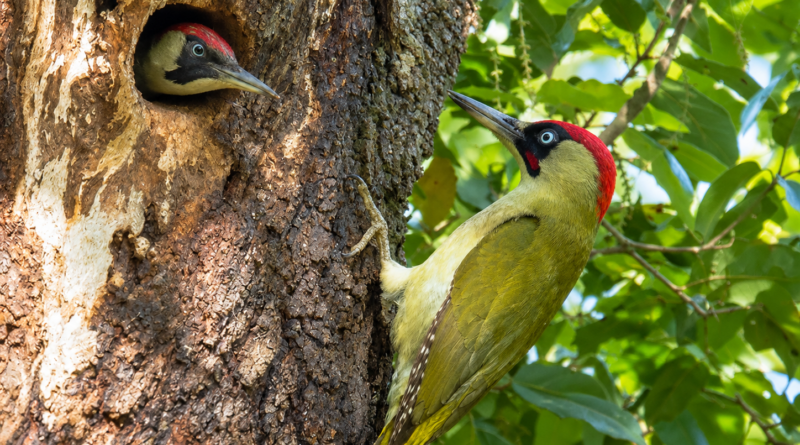 Diari della Natura – Incontro con il Picchio verde di Umberto Dell’Anno | 15