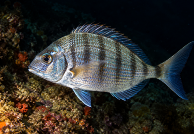Diari Dal Blu –  Test sul campo della Weefine SmartFocus1200 Snoot di Ciro Dell’Anno | 20