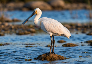 Diari della Natura – La spatola alla golden hour di Umberto Dell’Anno | 19