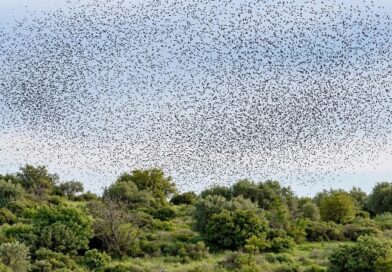 Diari della Natura – La danza degli storni: il fenomeno del murmuration di Umberto Dell’Anno | 20